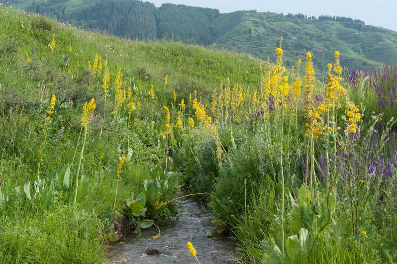 Weelderige vegetaie met Ligularia macrophylla